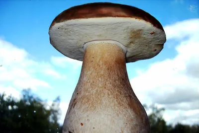 Кто найдёт самый большой гриб - «Местный спрос»