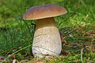 В Волгоградской области нашли самый большой в ЮФО белый гриб