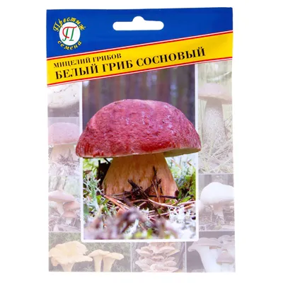 Зверски огромный гриб нашли в лесах Воронежской области