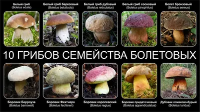 Фоточек: Гигантский гриб — самый большой организм в мире? - Factcheck