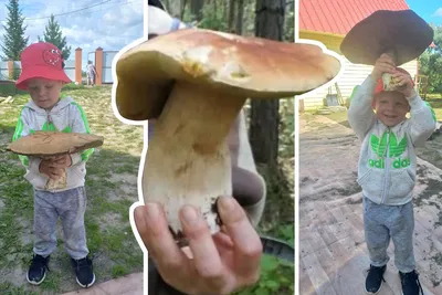 Белый гриб Сосновый на мой взгляд самый эффектный, красивый, желанный! А  вам какие виды Белых грибов больше нравятся?)) Всем хороших… | Instagram