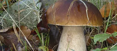 Тюменцы показали гигантские грибы, какие грибы собирают в Тюмени - 4 июля  2022 - 72.ру