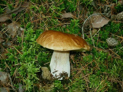 Гигантские грибы, которые находят в лесах Владимирской области