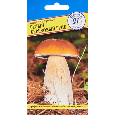 Гигантский белый гриб найден в Новосибирской области - Рамблер/новости