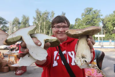 Гигантские белые грибы появились в заповеднике и удивили посетителей:  Аномалии: Из жизни: Lenta.ru
