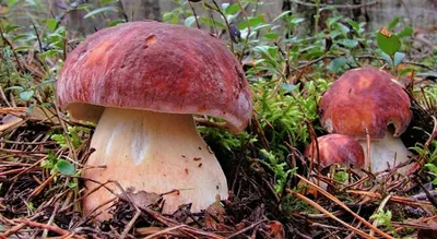 Как заморозить грибы: белые, лисички, подосиновики — на зиму в морозилке |  РБК Life