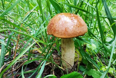 В тульских лесах пошла волна белых грибов - Новости Тулы и области -  MySlo.ru