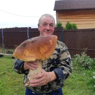 Еле в руках унесли\". Под Приозерском нашли гриб-гигант в 2 кг - фото ›  Статьи › 47новостей из Ленинградской области