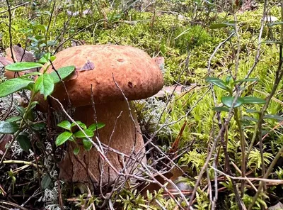 Съедобные грибы Краснодарского края и Адыгеи — Краснодарский край