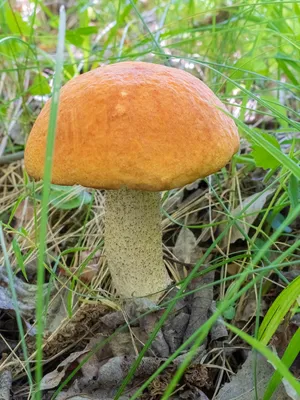 Семена Мицелий Поиск Белый гриб 60 г — цена в Оренбурге, купить в  интернет-магазине, характеристики и отзывы, фото