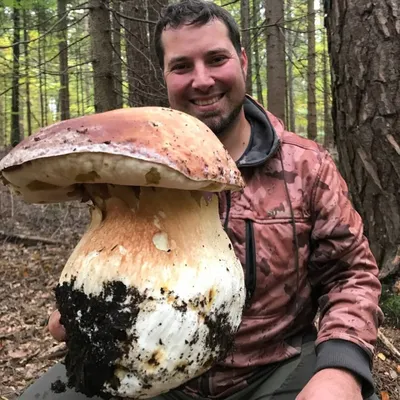 Самый большой белый гриб фото фотографии