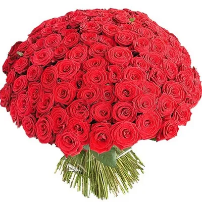 Высокие белые розы Премиум (большой бутон) Эквадор - купить букет с  доставкой по Тамбову