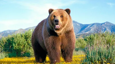 Качественные изображения самых больших бурых медведей
