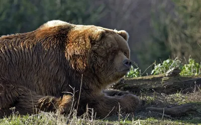 Фото самого массивного бурого медведя в формате jpg