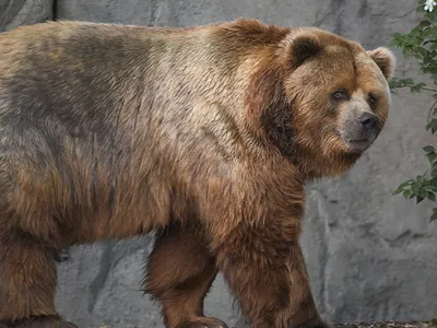Фотографии мощного бурого медведя в различных форматах