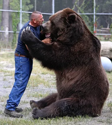 Изображение могучего бурого медведя для использования на фоне