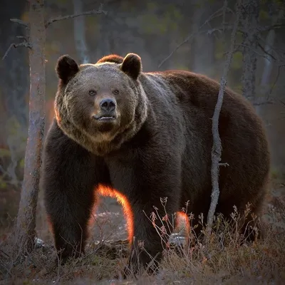 Медведь-великан - фото для вашего сайта в формате png