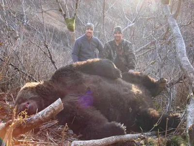 Фотографии самого крупного бурого медведя в отличном качестве