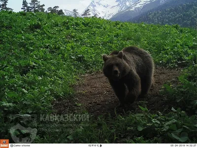 Возможность загрузить фото самого большого бурого медведя