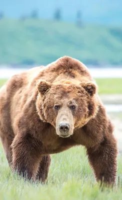 Фото бурого медведя впечатляющего размера в формате jpg