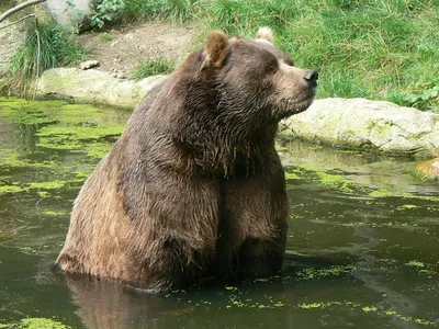 Медведи-гиганты - уникальные фотографии для использования на обоях