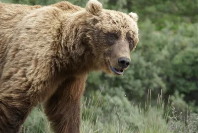 Фото мощного бурого медведя с возможностью скачивания в формате webp