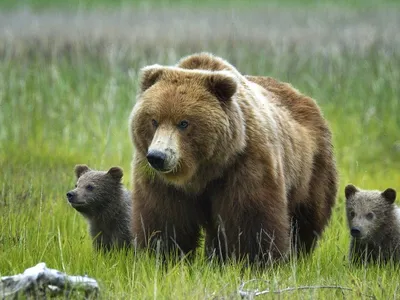 Фотографии великанов среди медведей для скачивания в разных форматах