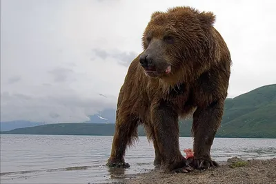 Фото самого большого бурого медведя с прекрасным фоном