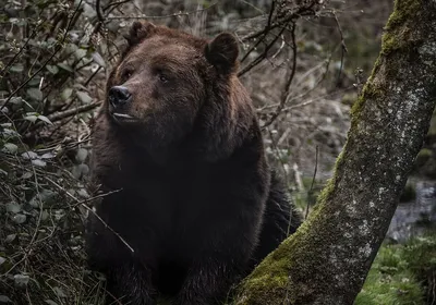 Изображение грозного бурого медведя на фото в высоком качестве