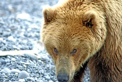 Фото бурого медведя впечатляющих размеров - скачать бесплатно