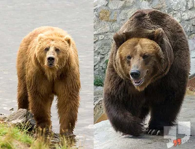 Медведь-гигант на потрясающих фото в разных форматах