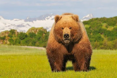 Фото самого большого медведя с возможностью выбора размера и формата