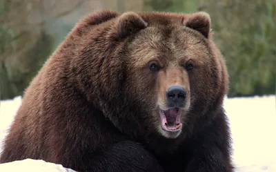 Бурый медведь ошеломляющего роста на изображениях в высоком качестве