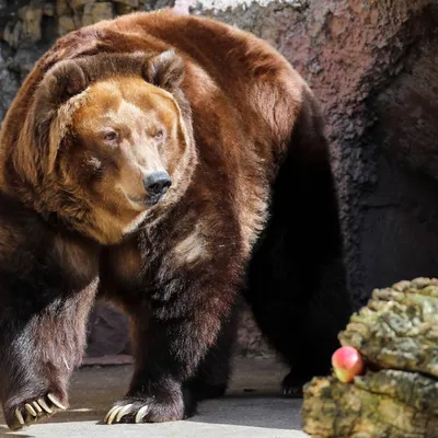 Самый крупный бурый медведь на впечатляющих фотографиях