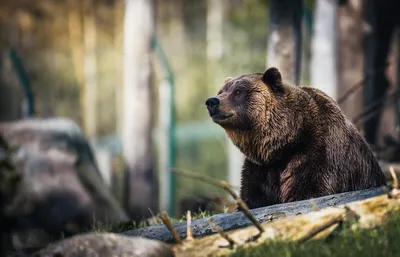 Изображение великана среди медведей - бесплатно и в хорошем качестве