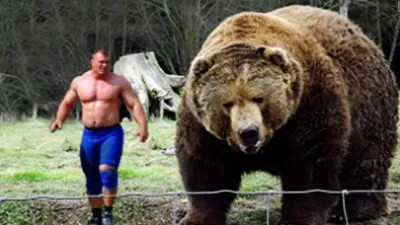 Фотографии самого большого бурого медведя для использования в качестве фона