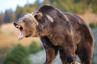 Самый крупный медведь впечатляющей мощи на фото