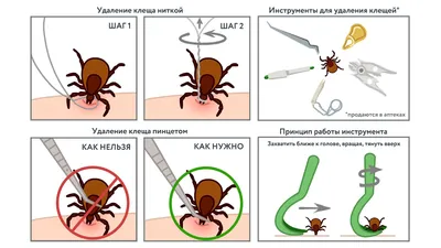 Что делать если ребенка укусил клещ - советы и рекомендации от врачей  клиники Фэнтези