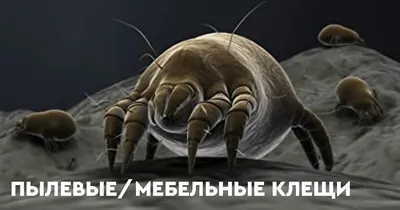 Пыль, пылевые клещи и их аллергены. Профилактика и защита / Хабр