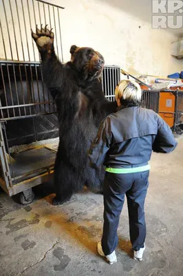Самый большой в мире медведь фотографии