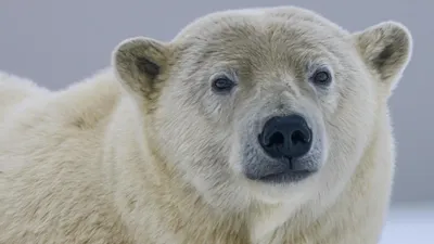 Медведь-гигант: потрясающие фотографии истинного великана