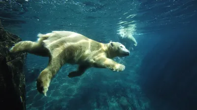 Медведь-титан: впечатляющие снимки непревзойденной силы и мощи
