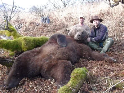 Встреча с великаном: захватывающие кадры огромного медведя