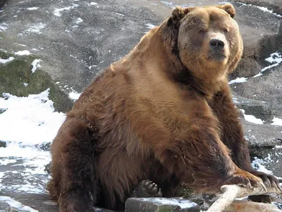 Гордость медвежьей земли: великолепные кадры самого большого представителя