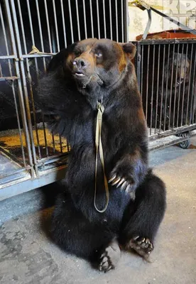Настоящая сила: фотографии огромного медведя, оставляющие без слов