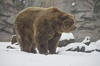 Медведь-гигант в объективе: потрясающие снимки мощи и величия