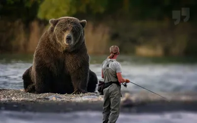 Красота и мощь в одном: невероятные фотографии самого большого медведя