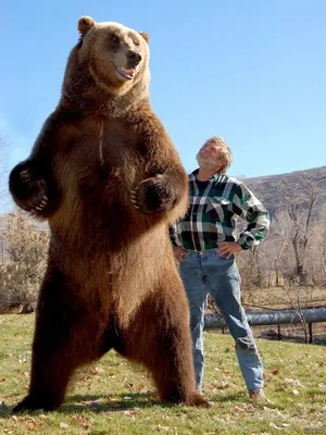 Поразительные моменты с самым большим в мире медведем