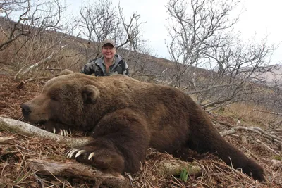 Медведь-гора: удивительные кадры роскошного животного