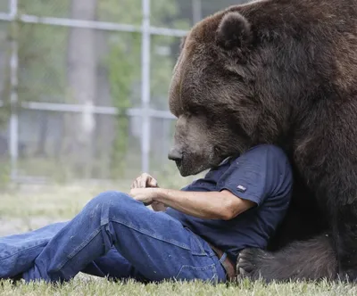 Природный великан: уникальные фотографии самого большого медведя